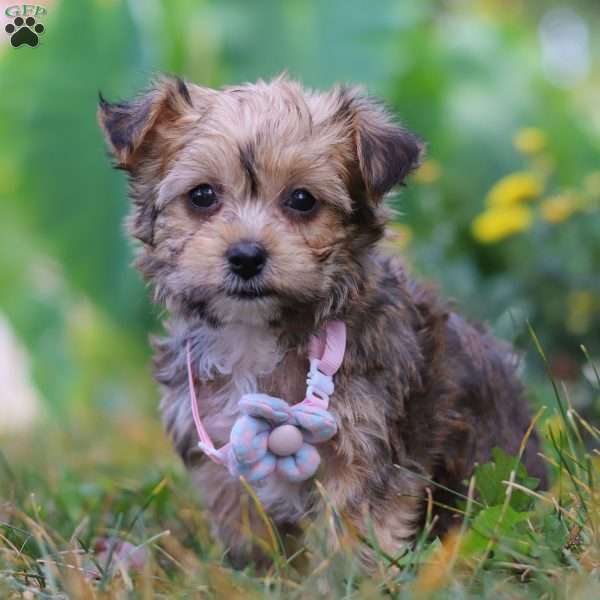 Bailey, Yorkie Poo Puppy